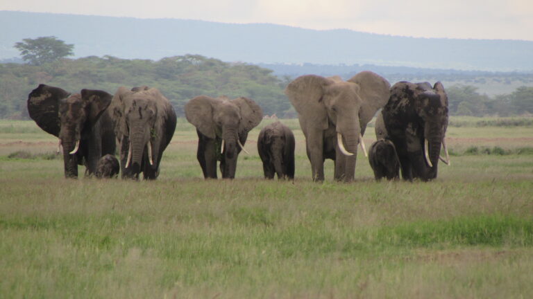 Tanzania wildlife tour
