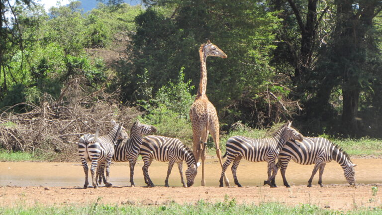 Private Tanzania Safari