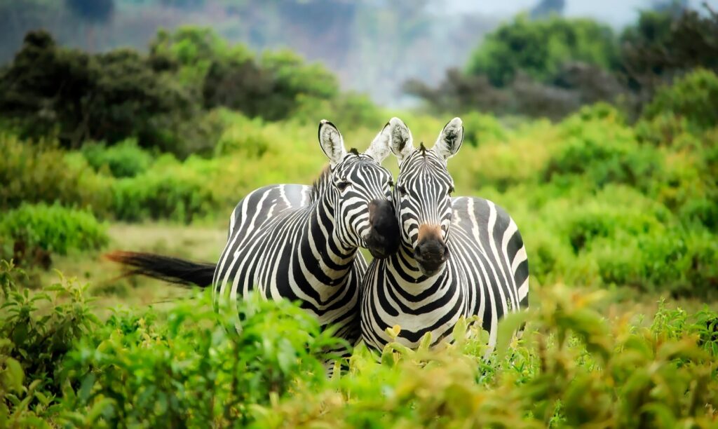Exciting Kenya and Tanzania Safari