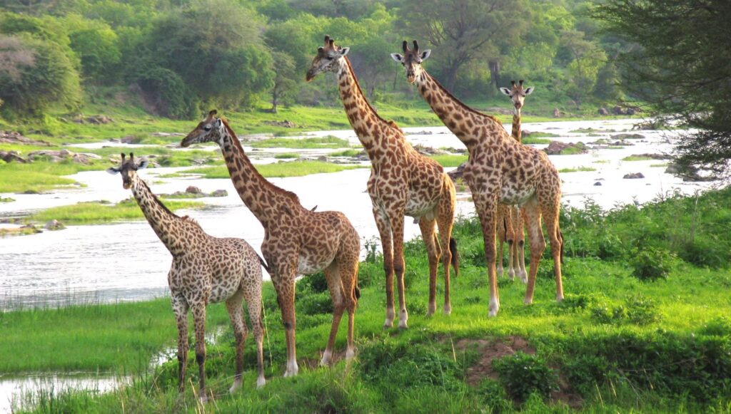 Kenya Tour Safari