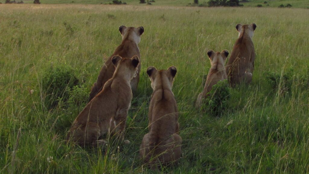 Best Kenya Safari Destinations