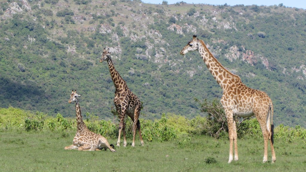 Perfect Safari trip Masai Mara