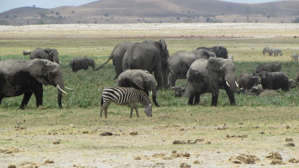 Kenya Tanzania Budget safari