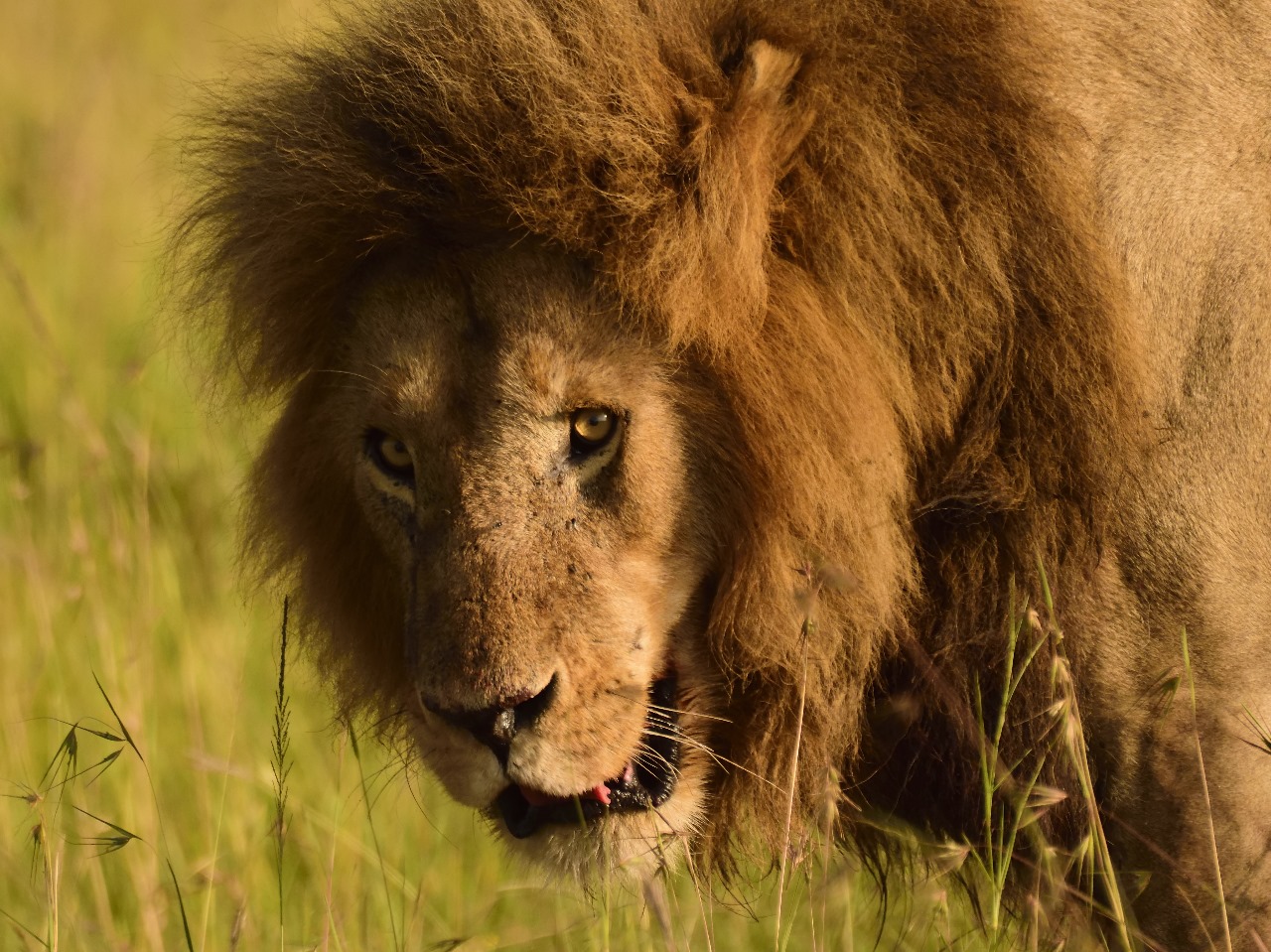 How to Choose the Best Safari Bookings for Your Needs