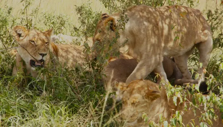 Shared Safari Experience
