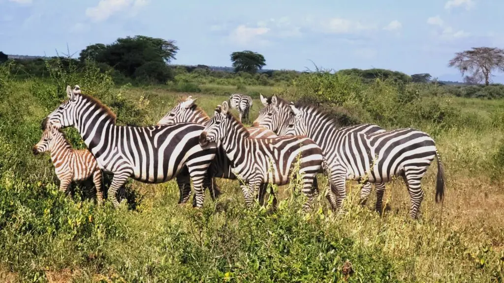 Budget Tour Kenya