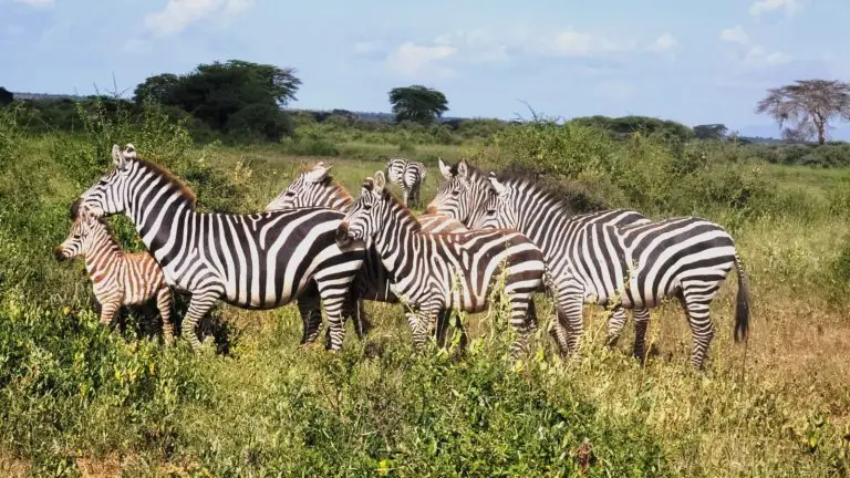 Budget Tour Kenya