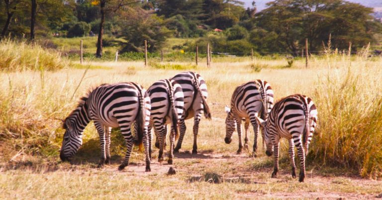 Kenya and Tanzania Parks