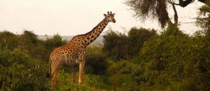 Kenya Private Tour
