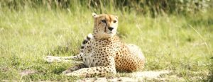 Kenya Private Tour