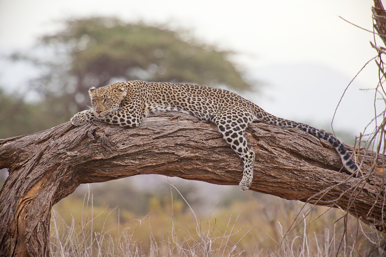 Kenya Safari Packages