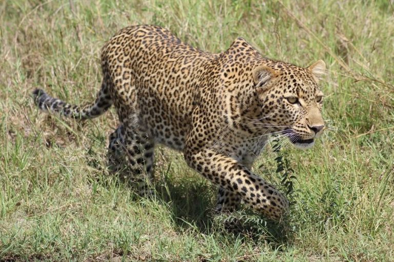 Budget African Safari