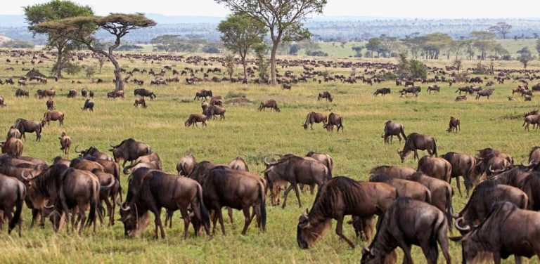 Masai Mara Migration
