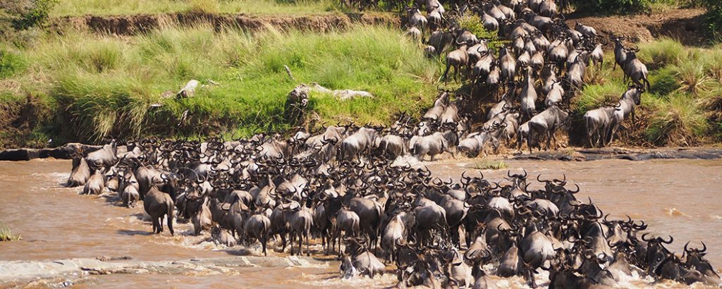 Wildebeest Migration