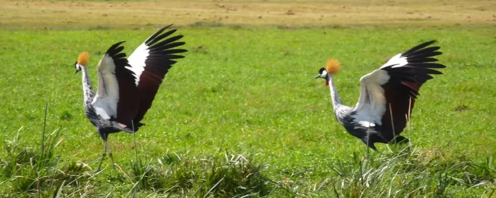 African Wildlife Tour