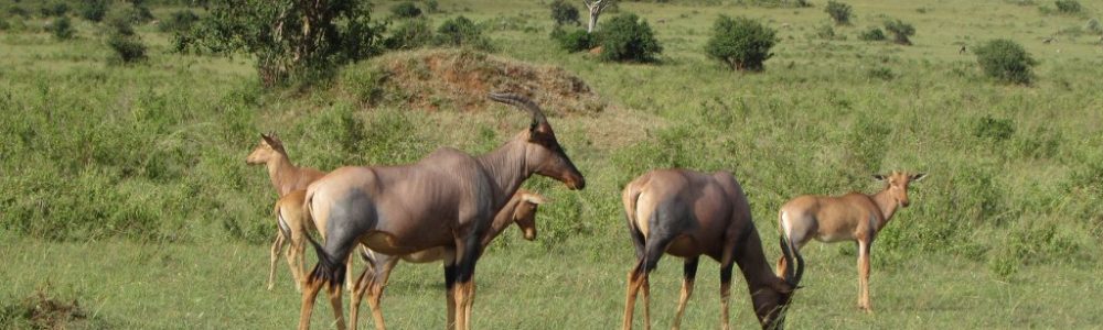 Best Budget Safari