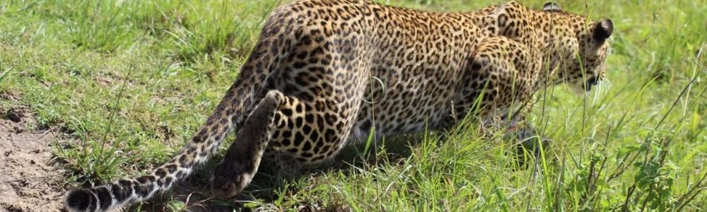Budget African Safari