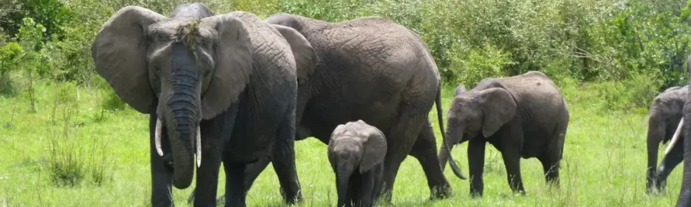 Budget Tour Kenya