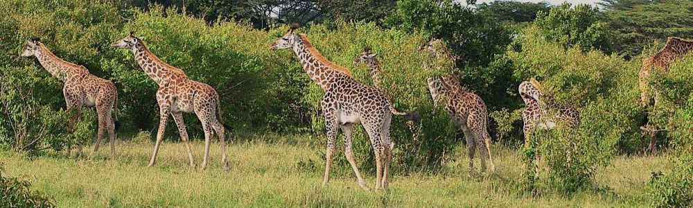 Combined Kenya and Tanzania