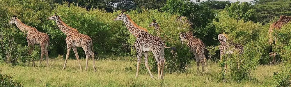 Combined Kenya and Tanzania