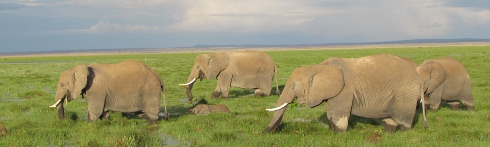 Kenya Tanzania Safaris