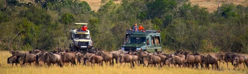 Masai Mara Gration